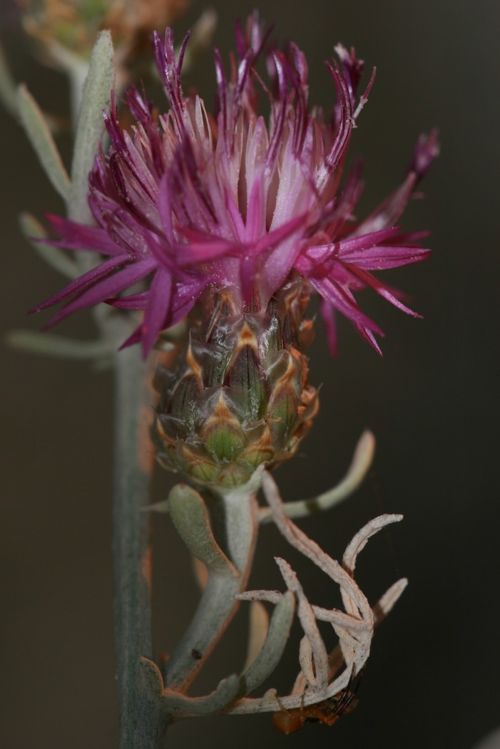 Centaurea diomedea / Centaurea delle Tremiti